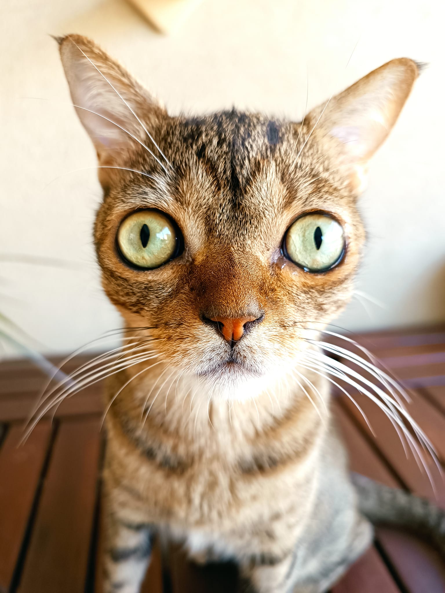 Empatia Felina