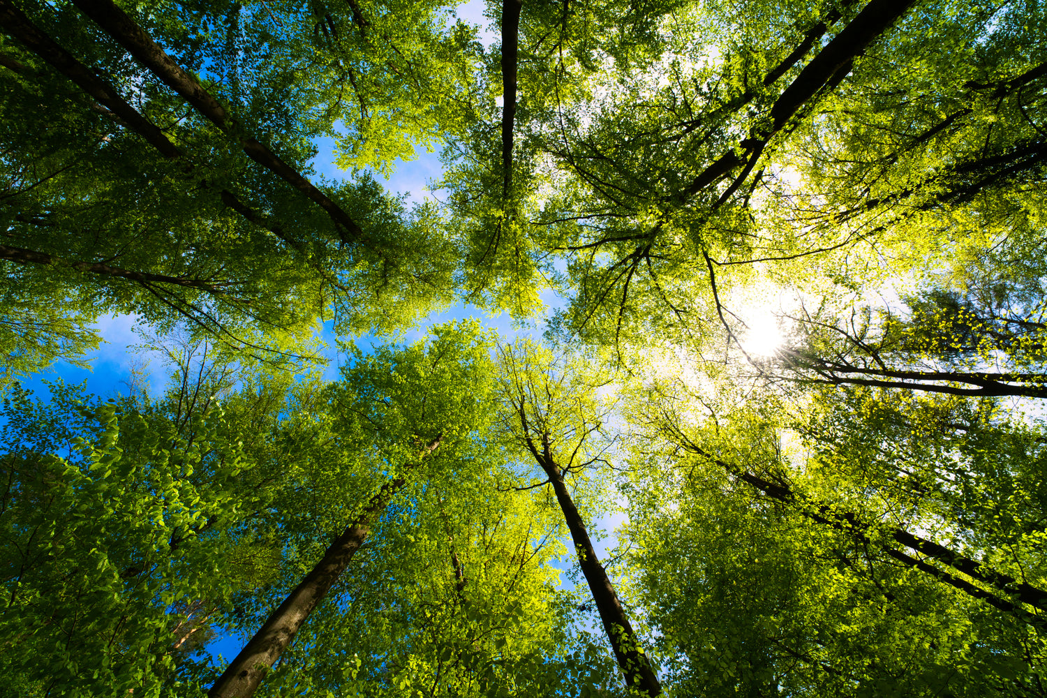 Foresta