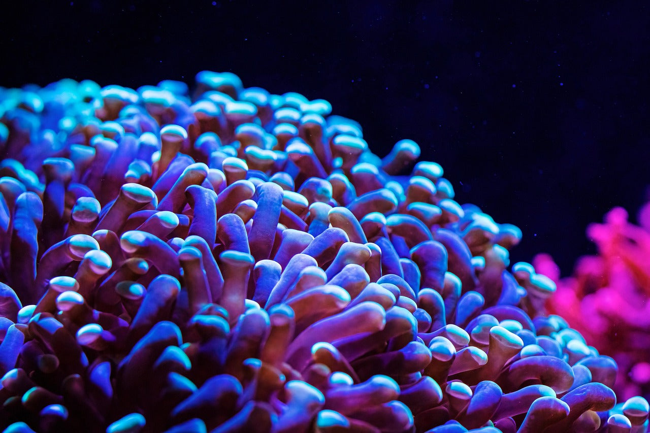 Anemone
