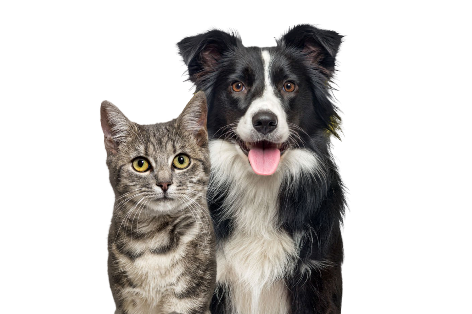 Pets